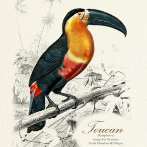 『オオハシ』 <br>アルシド・ドルビニ