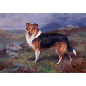 『Darnley』 <br>チャールズ・バートン・バーバー