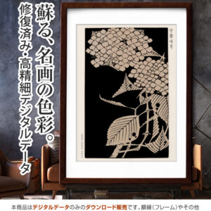『紫陽花』玄圃瑤華 <br>伊藤若冲