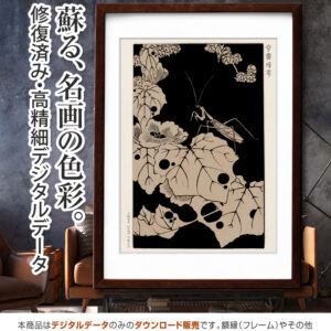 『冬葵』玄圃瑤華 <br>伊藤若冲